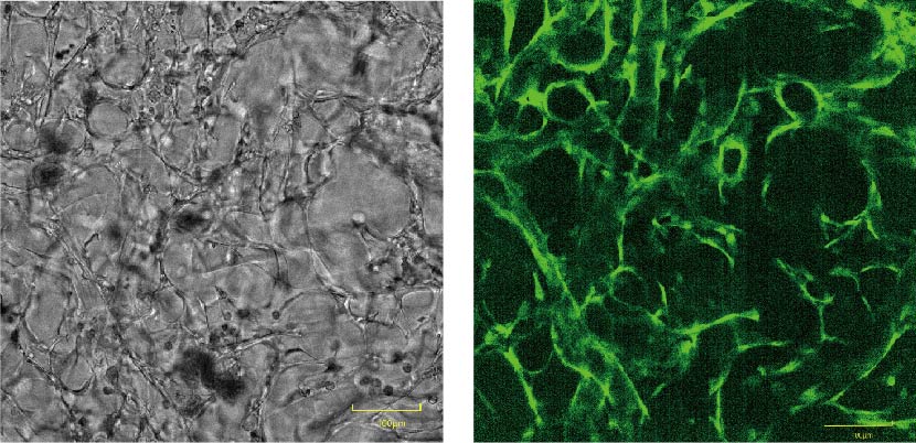 Fast Time Lapse Function